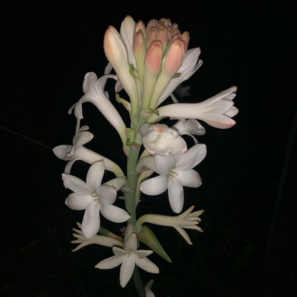 Meet your Posher, Emily - Picture 1 of 1